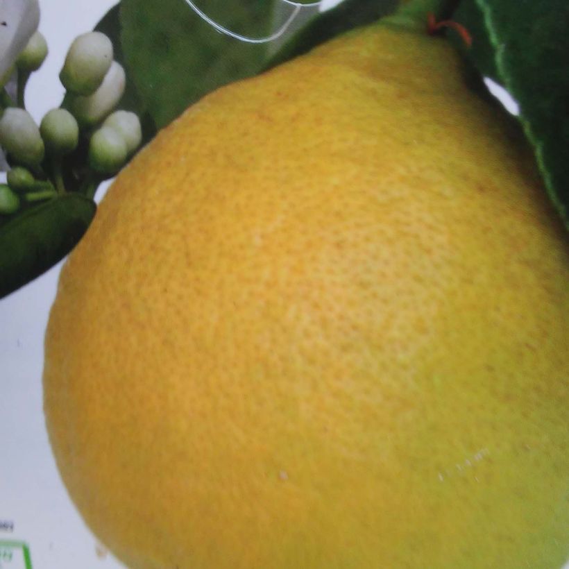 Citronnier - Citrus limon Adamo (Harvest)