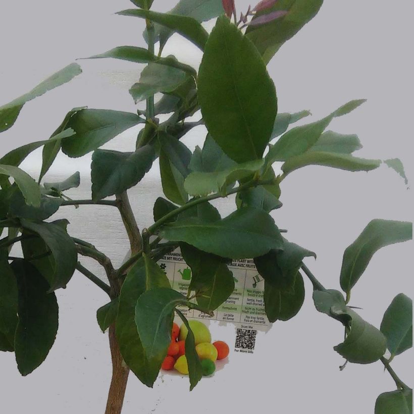 Citronnier - Citrus limon Adamo (Foliage)