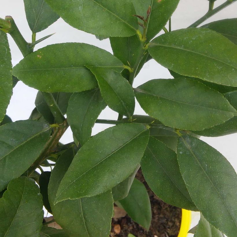 Citronnier - Citrus limon Cerza (Foliage)