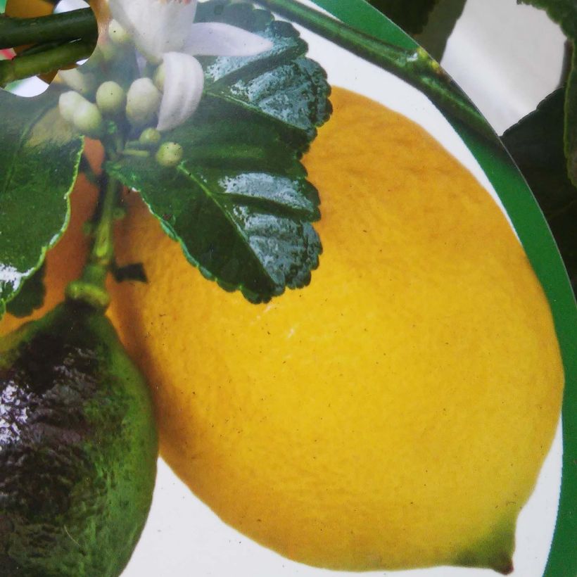 Citronnier - Citrus limon Femminello Carrubaro (Harvest)
