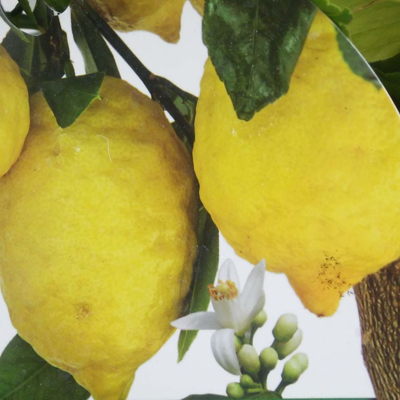 Citronnier - Citrus limon Femminello Incappucciato (Harvest)