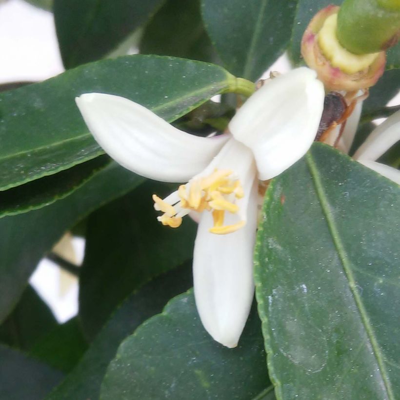 Citronnier - Citrus limon Femminello Incappucciato (Flowering)