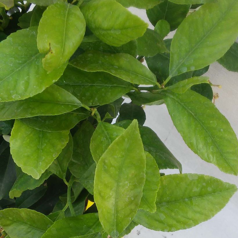 Citronnier - Citrus limon Femminello Incappucciato (Foliage)