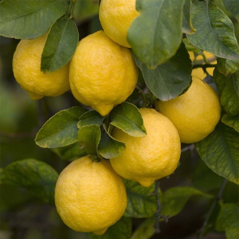 Citronnier de Syracuse - Citrus limon Femminello Siracusano (Harvest)