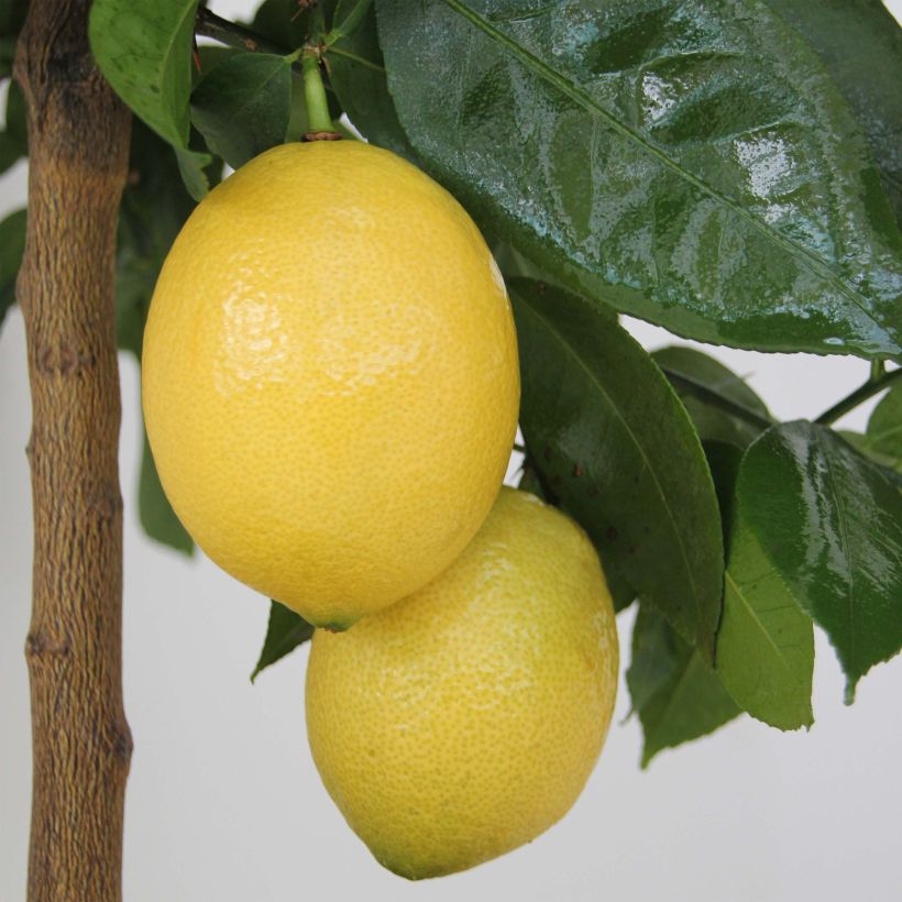 Citronnier - Citrus limon Lemox (Harvest)