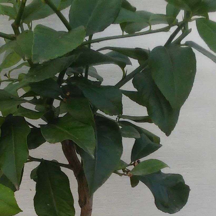 Citrus Lipo - Citrus limon x Citrus paradisi (Foliage)