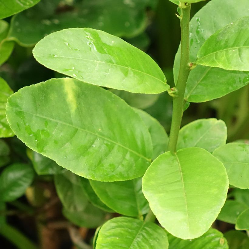Citrus medica Maxima - Cédrat Maxima (Foliage)