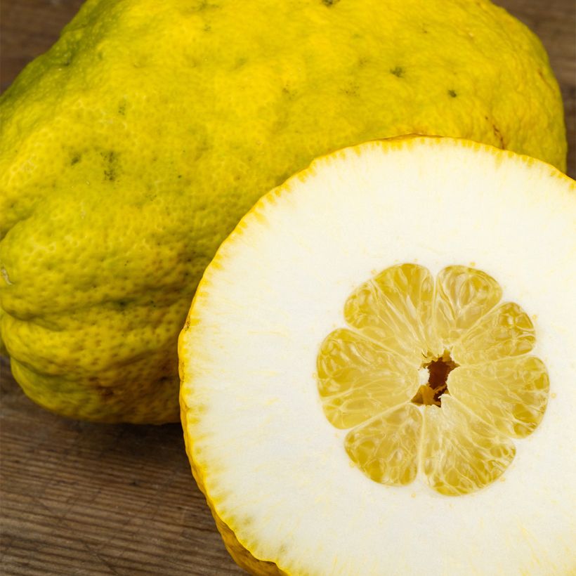 Citrus medica Maxima - Cédrat Maxima (Harvest)