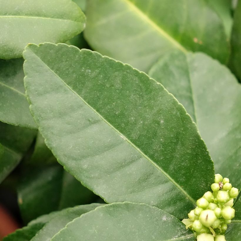 Citrus medica Pigmentata - Cédrat hybride (Foliage)