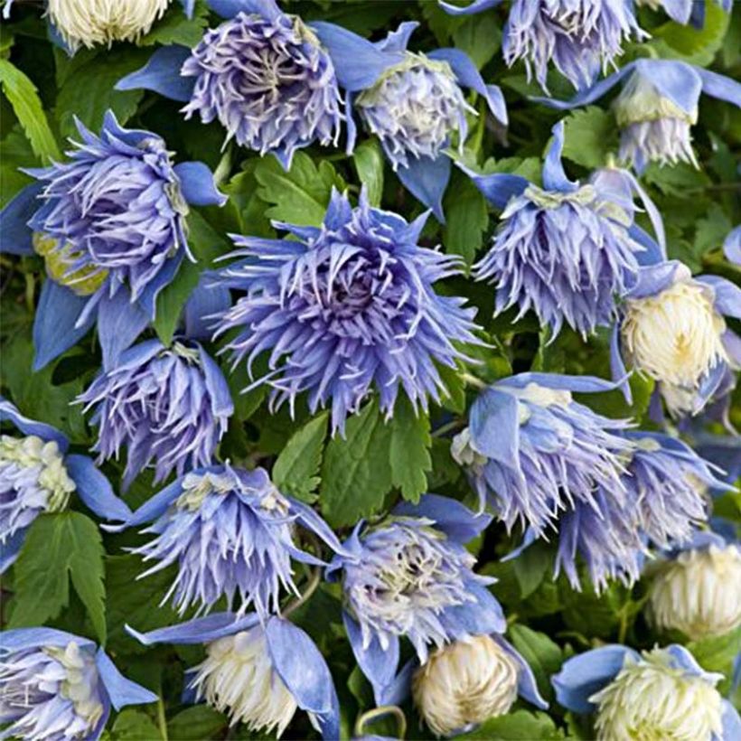 Clématite - Clematis alpina Ocean Pearl   (Flowering)
