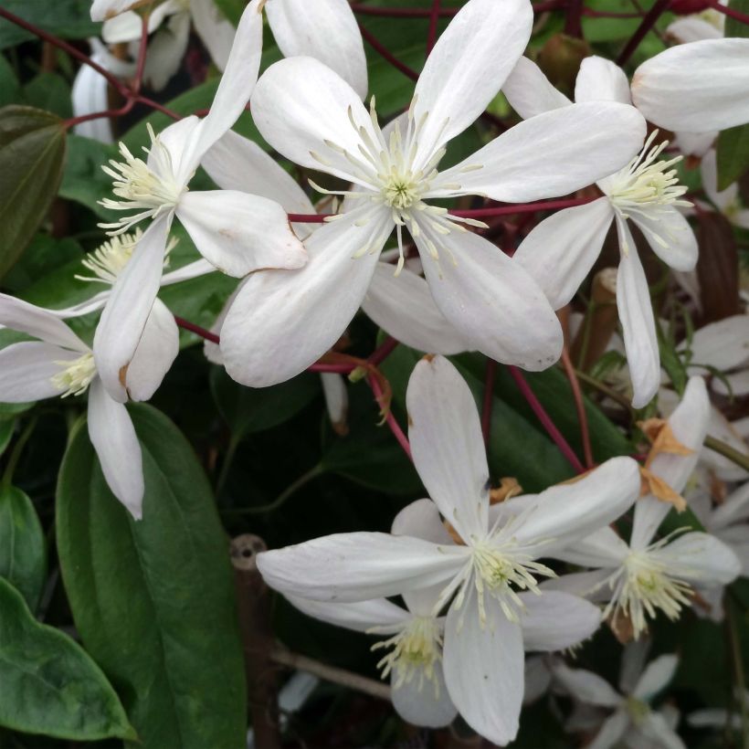 Clématite - Clematis armandii Hendersonii Rubra (Flowering)