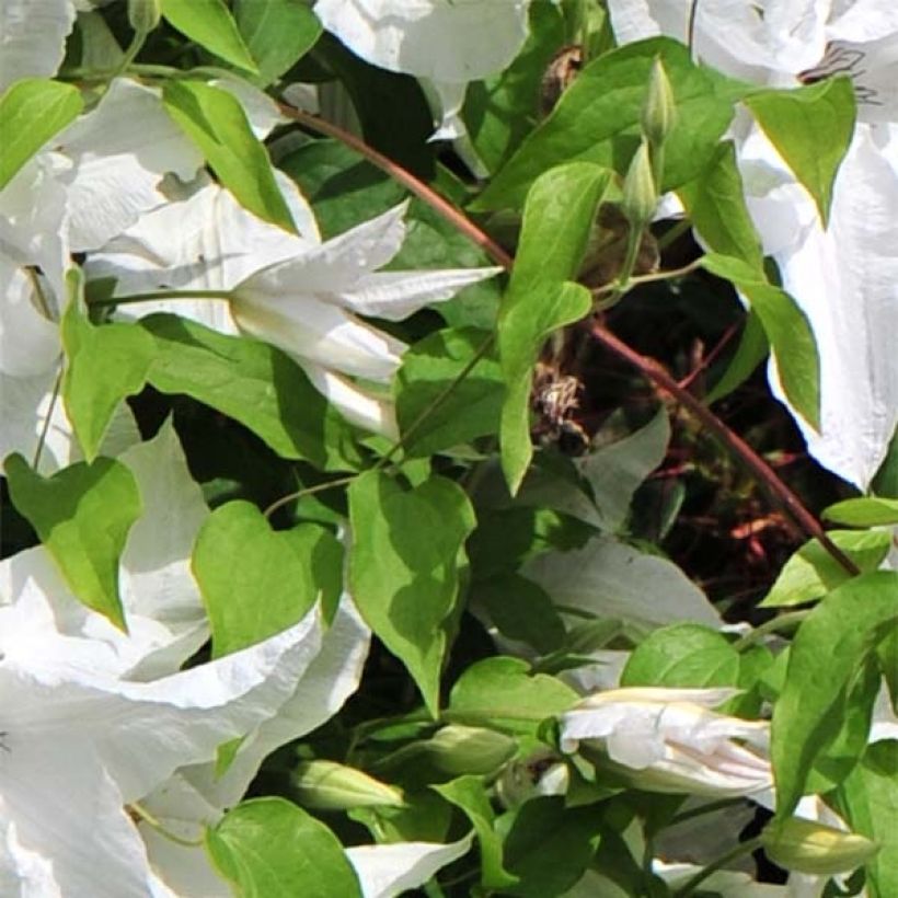 Clématite - Clematis Beautiful Bride (Foliage)