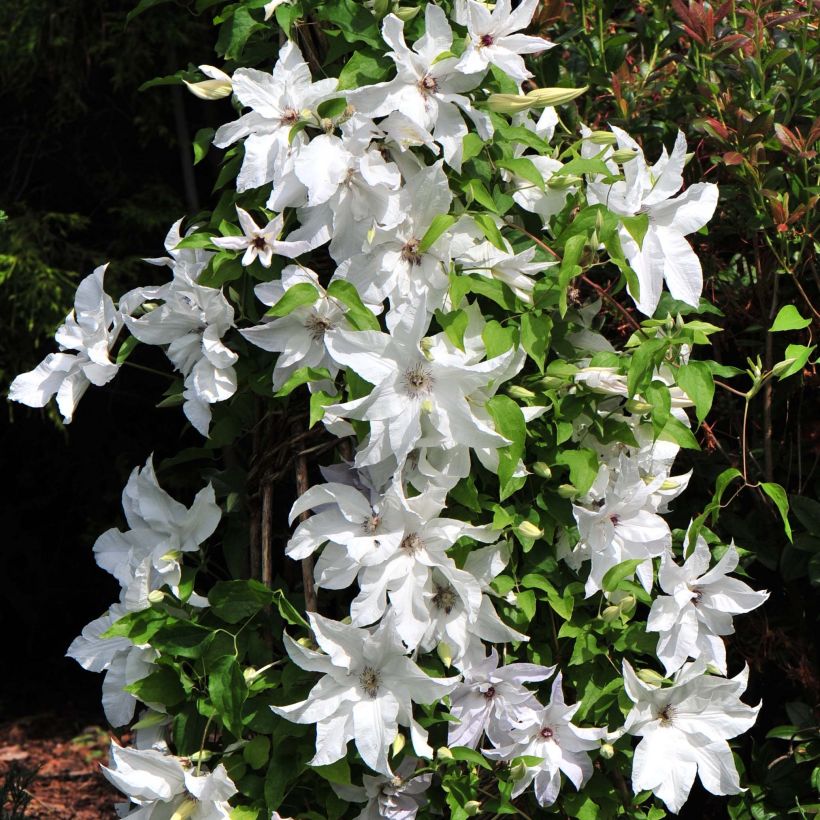 Clématite - Clematis Beautiful Bride (Flowering)