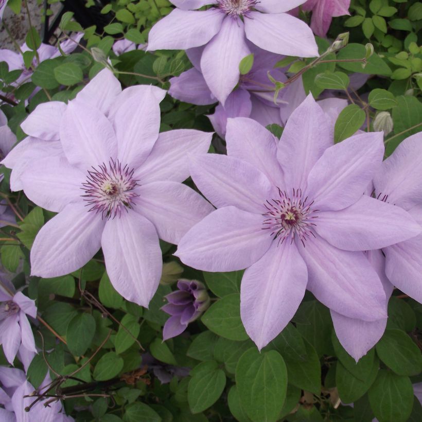 Clématite - Clematis Bernardine (Flowering)
