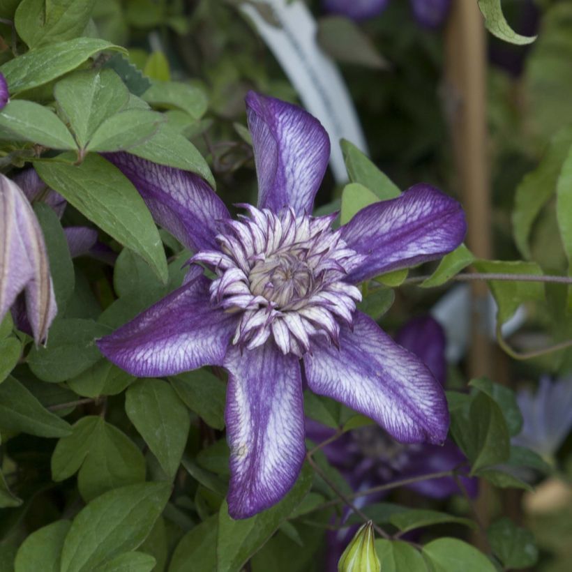 Clématite - Clematis Cassis (Flowering)