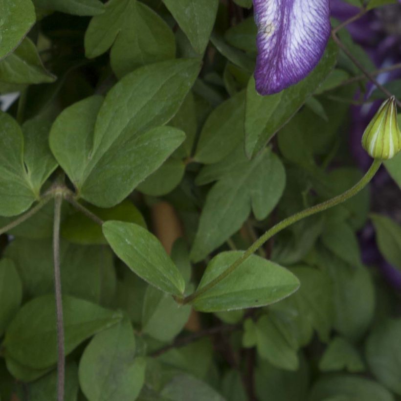 Clématite - Clematis Cassis (Foliage)