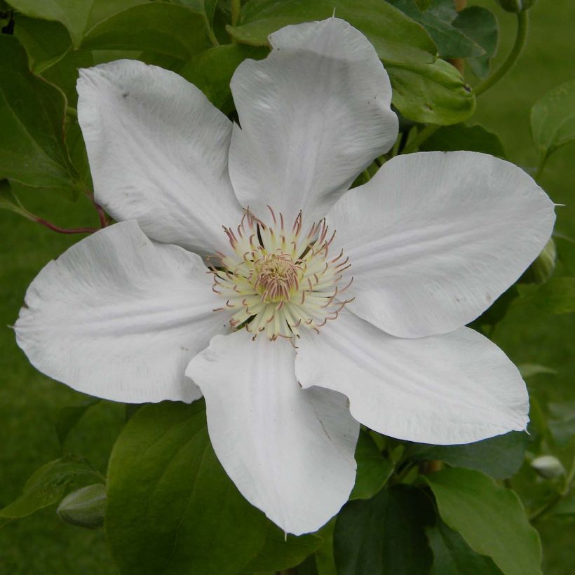 Clématite - Clematis Chantilly (Flowering)