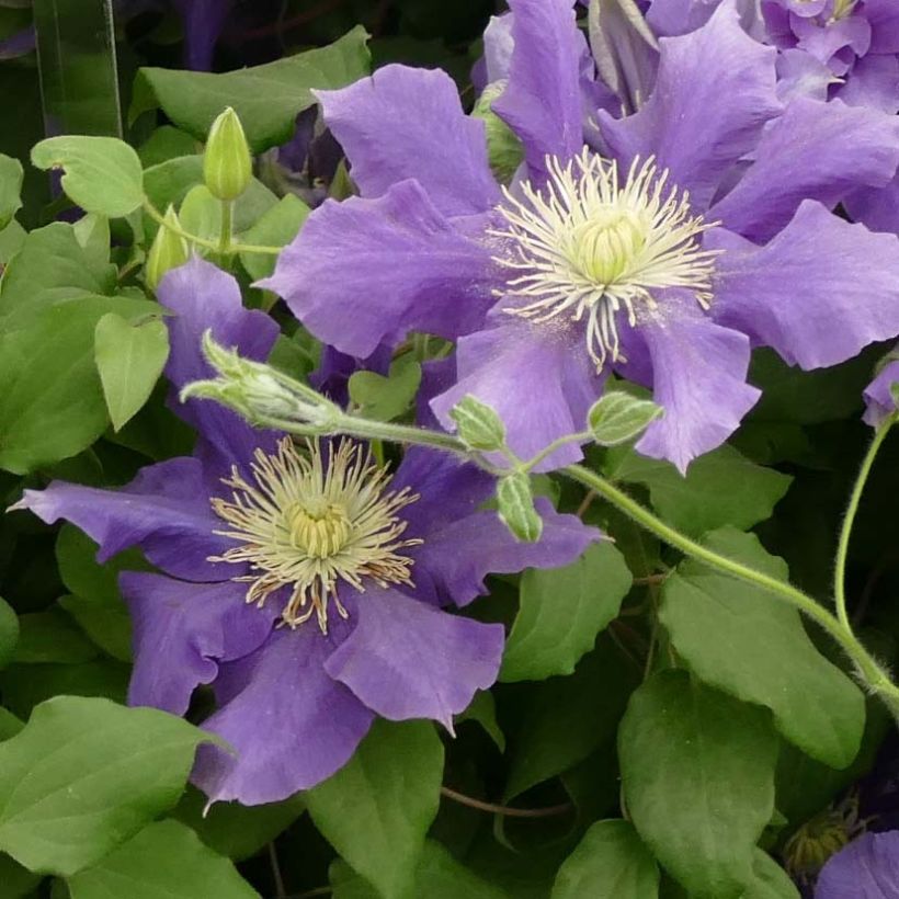 Clématite - Clematis Chevalier (Flowering)