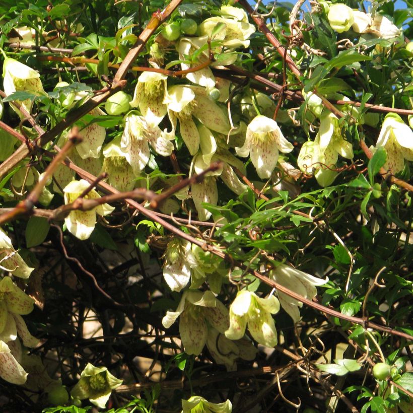 Clématite - Clematis cirrhosa Balearica (Plant habit)