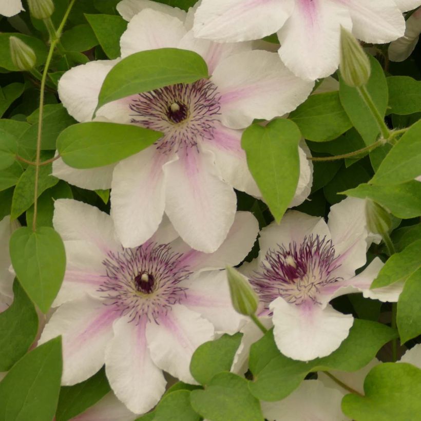Clématite - Clematis Countess of Wessex (Flowering)