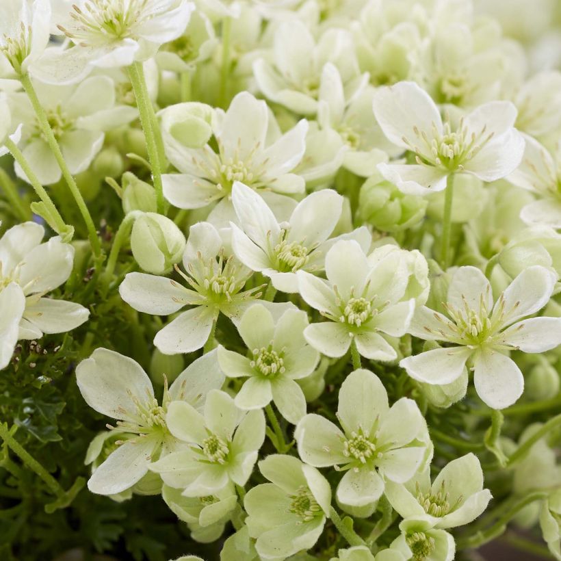 Clématite - Clematis Emerald Dream (Flowering)