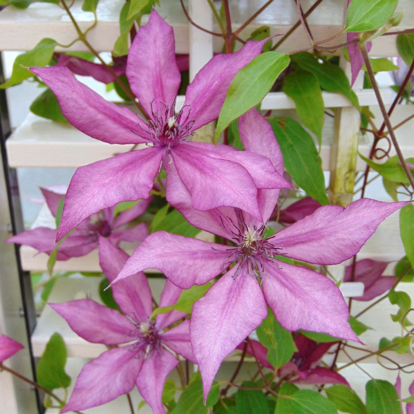 Clématite - Clematis Giselle (Flowering)