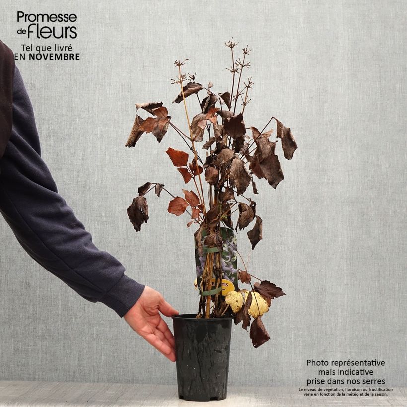 Example of Clematis heracleifolia Côte d'Azur 2/3L Pot de 2L/3L as you get in automne
