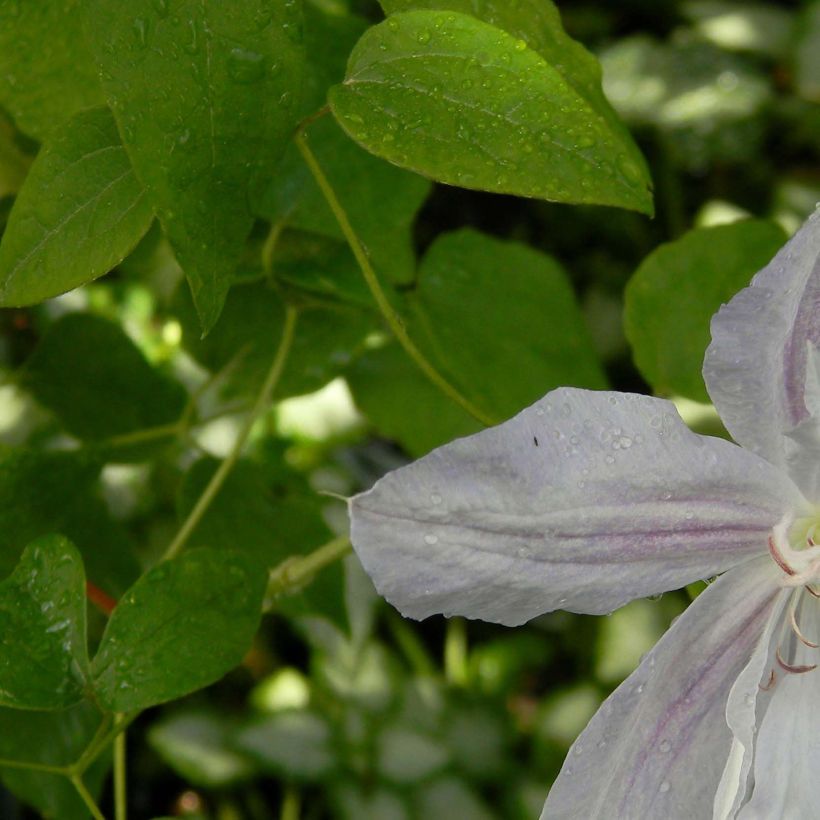 Clématite - Clematis jackmanii Alba (Foliage)