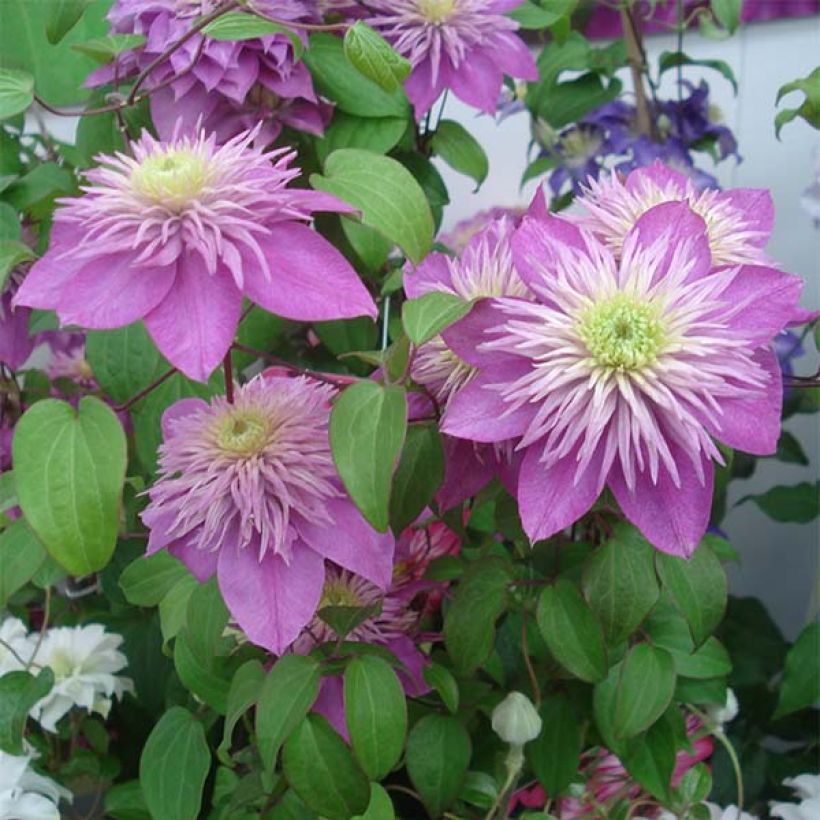 Clématite - Clematis Kaiser  (Flowering)