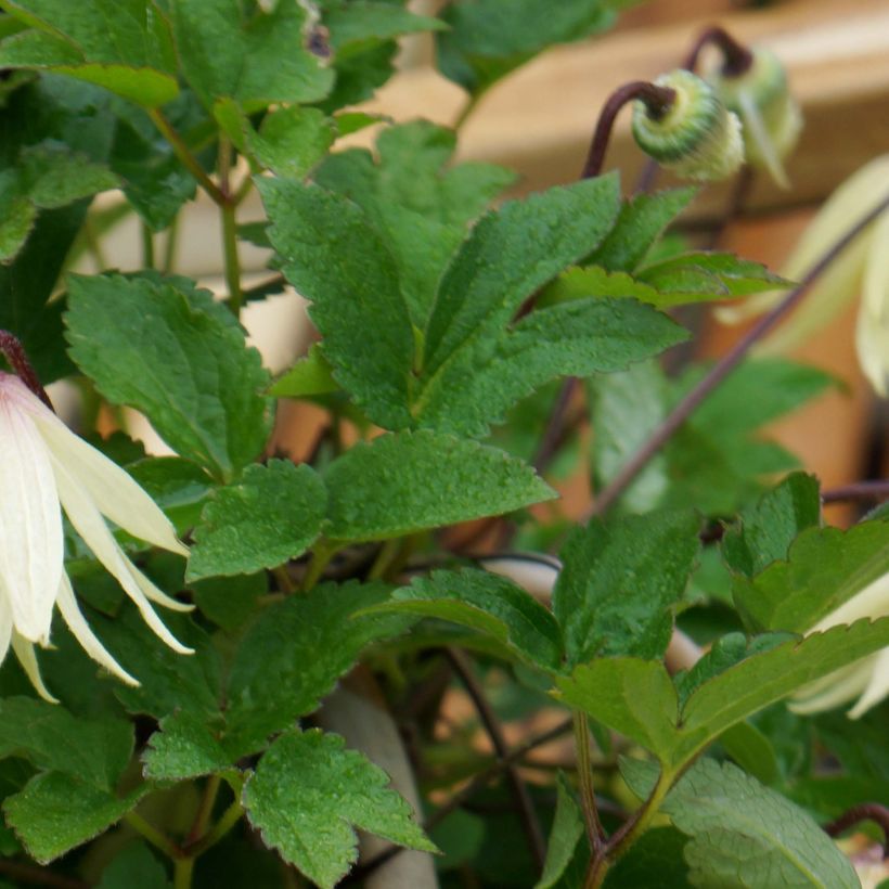 Clématite - Clematis koreana Amber (Foliage)