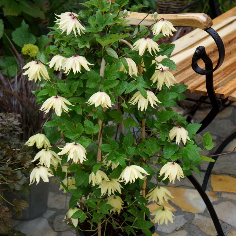 Clématite - Clematis koreana Amber (Plant habit)
