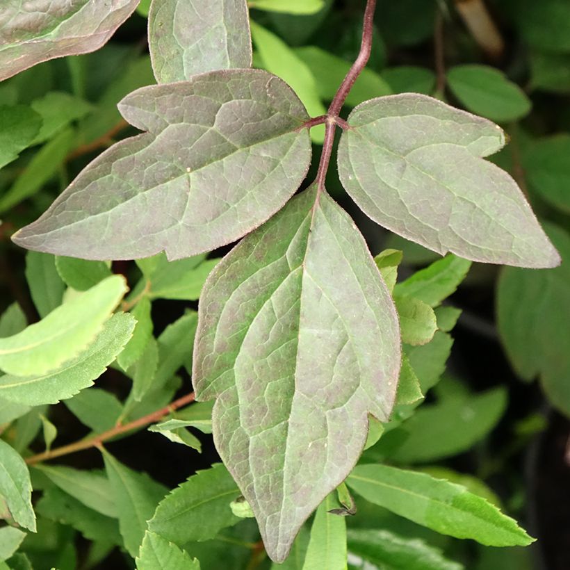 Clématite - Clematis montana Pink Perfection (Foliage)