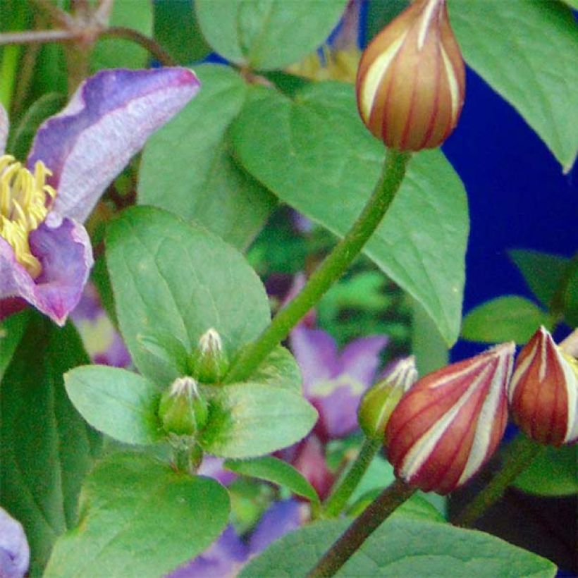 Clématite - Clematis Exciting (Foliage)