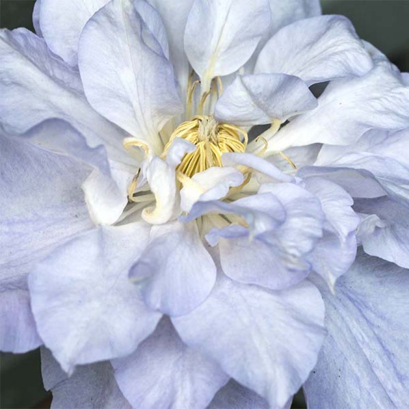 Clématite - Clematis Veronica's Choice (Flowering)