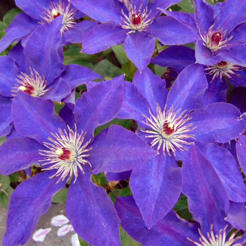 Clématite - Clematis The President (Flowering)
