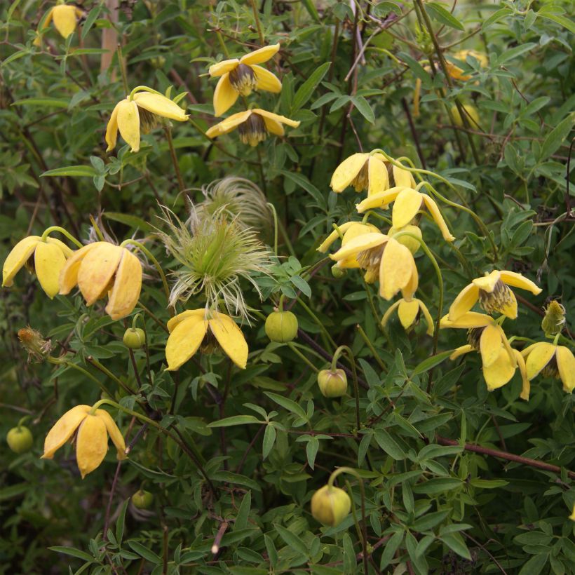 Clématite - Clematis tibetana Orange Peel (Flowering)