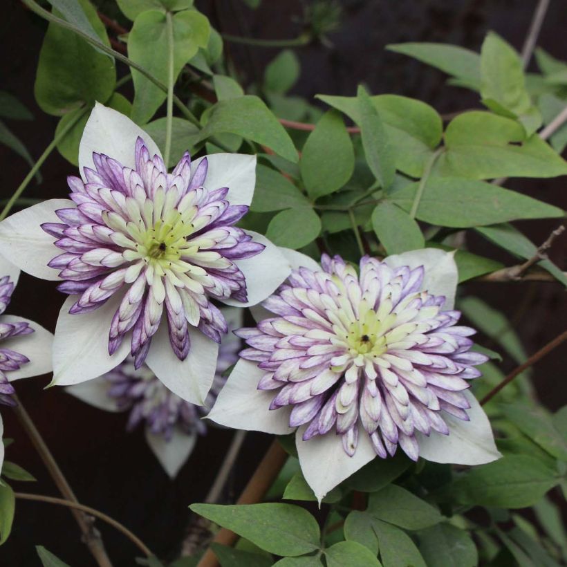 Clématite - Clematis Viennetta (Flowering)