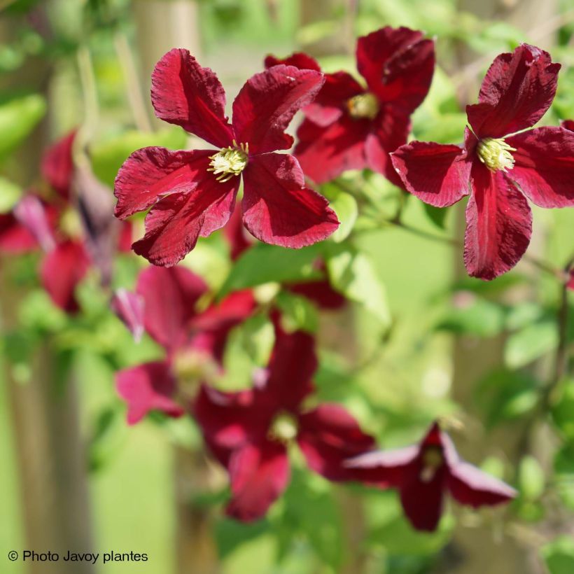Clématite - Clematis viticella Burning Love (Flowering)