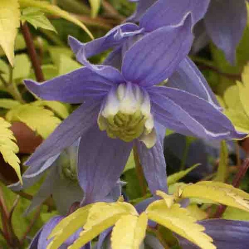 Clématite - Clematis alpina Stolwijk Gold (Flowering)