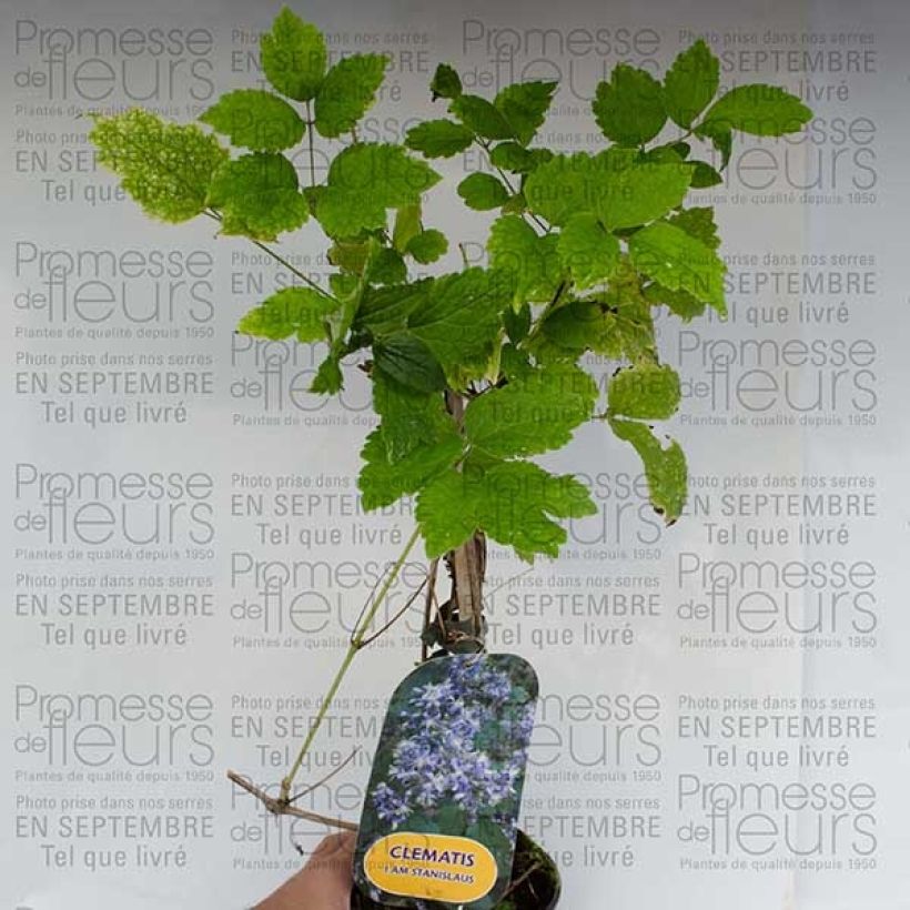 Example of Clématite - Clematis I am Stanislaus Pot de 2L/3L as you get