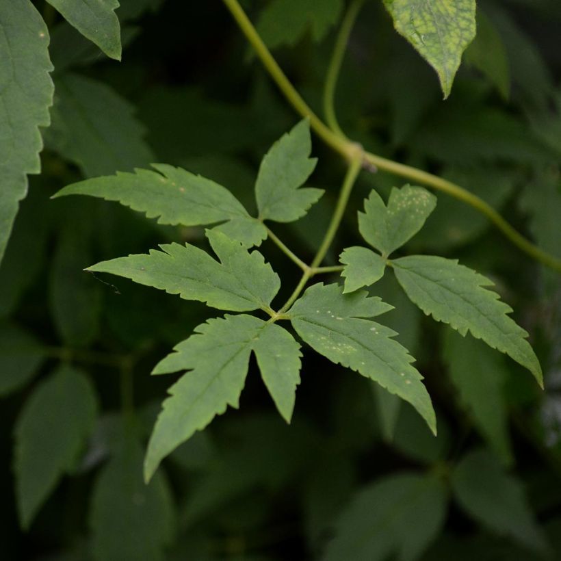 Clématite - Clematis alpina Ruby (Foliage)