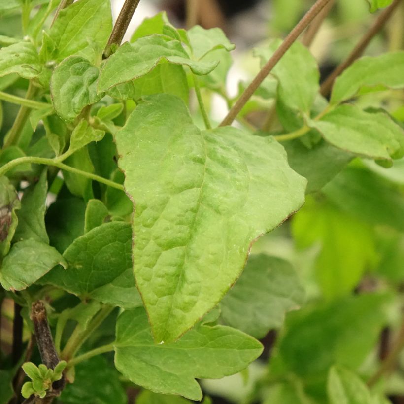 Clématite Blekitny Aniol (Blue Angel) (Foliage)