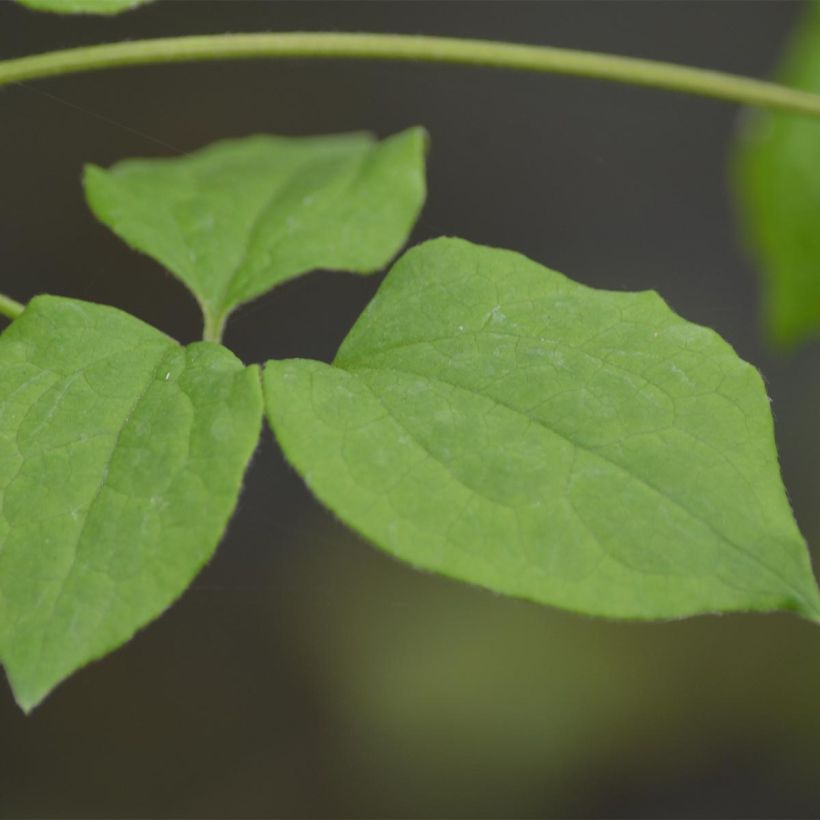 Clématite - Clematis Blue Light (Foliage)