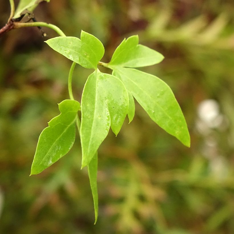 Clématite Christmas Surprise - Clematite de Noël (Foliage)