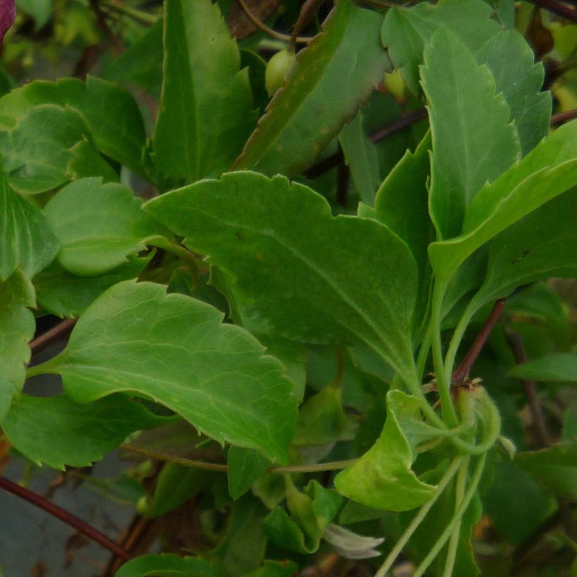 Clématite - Clematis cirrhosa Lansdowne Gem (Foliage)