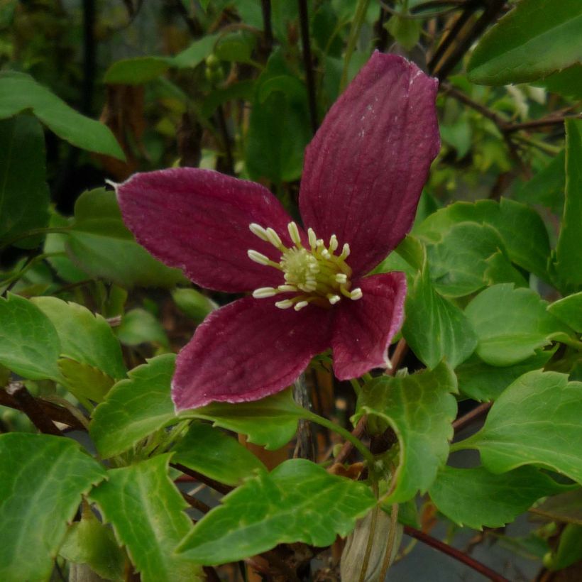 Clématite - Clematis cirrhosa Lansdowne Gem (Flowering)