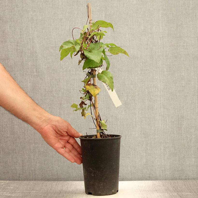 Example of Clématite - Clematis Alice Fisk Pot de 2L/3L as you get in ete