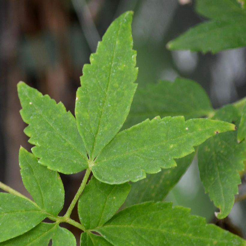 Clématite - Clematis alpina Albina Plena (Foliage)