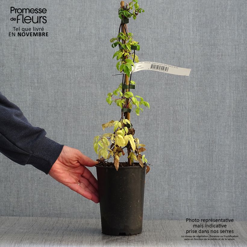 Example of Clématite - Clematis alpina Francis Rivis Pot de 2L/3L as you get in automne