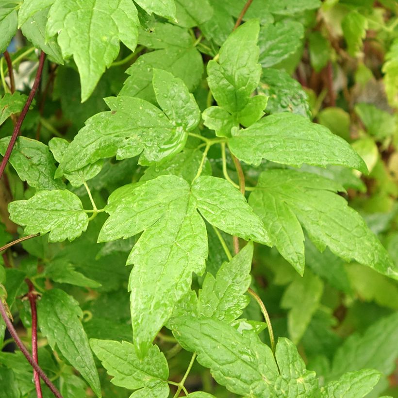 Clématite - Clematis alpina Ocean Pearl   (Foliage)